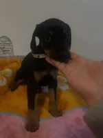 processed/fb8dd0df-c4d4-4650-aa64-f66a7281b6d4/listing/ce066258-e779-414f-8721-976027e76245/9bbfe936-55e0-4890-9340-6a54636e4c4b