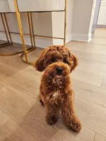 Teddy, a male Cavapoo for sale in Clermont, FL – 2 of 4