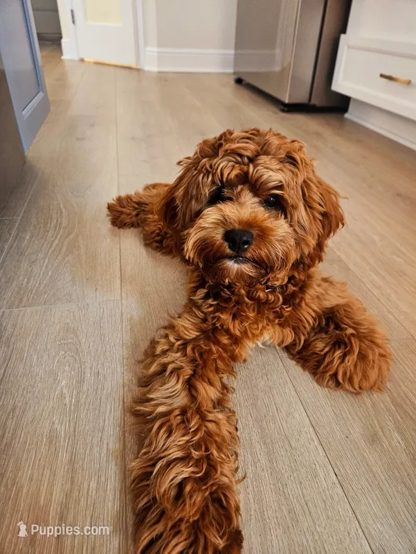 Teddy – Cavapoo puppy for sale in Clermont, FL