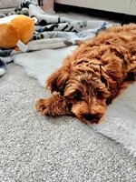 Teddy, a male Cavapoo for sale in Clermont, FL – 3 of 4