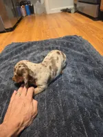 Girly Girl, a female Miniature Dachshund for sale in Jackson, GA – 5 of 10