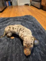 Girly Girl, a female Miniature Dachshund for sale in Jackson, GA – 6 of 10