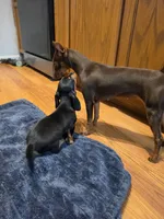 Boots, a female Miniature Dachshund for sale in Jackson, GA – 4 of 10