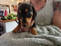 Boots, a female Miniature Dachshund for sale in Jackson, GA – 9 of 10