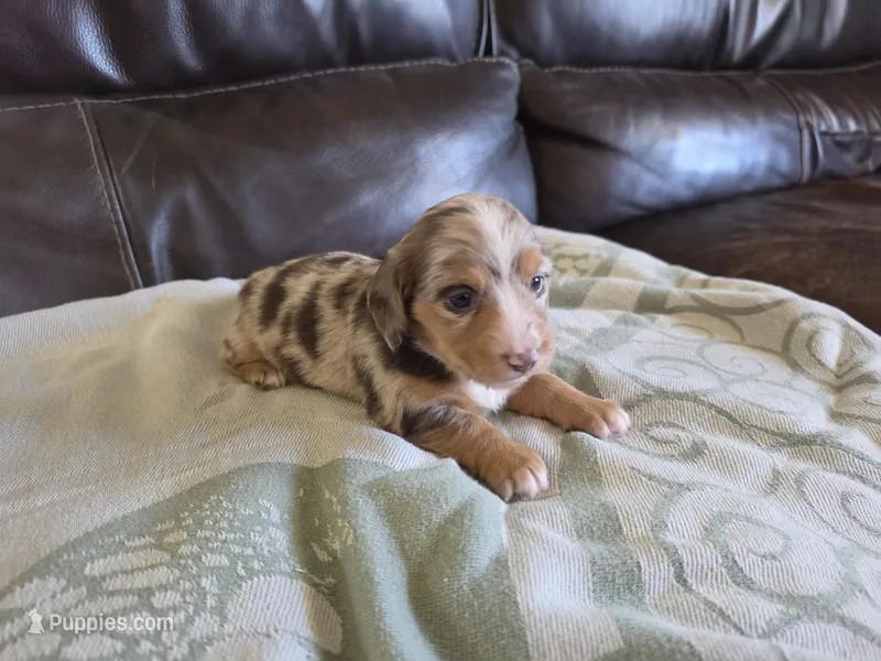 Speckles – Miniature Dachshund puppy for sale in Jackson, GA