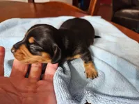 Boots, a female Miniature Dachshund for sale in Jackson, GA – Photo 2 of 5