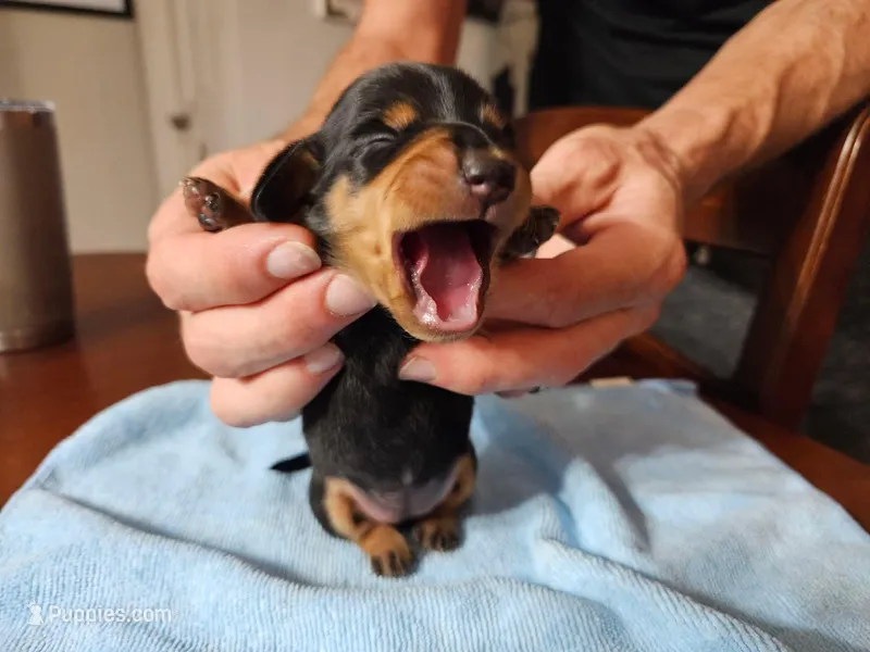 Boots – Miniature Dachshund puppy for sale in Jackson, GA
