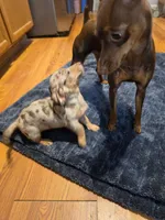 Girly Girl, a female Miniature Dachshund for sale in Jackson, GA – 2 of 10