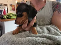 Boots, a female Miniature Dachshund for sale in Jackson, GA – 10 of 10