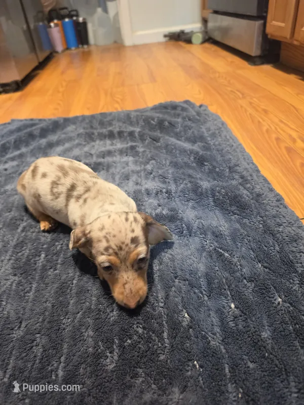 Girly Girl – Miniature Dachshund puppy for sale in Jackson, GA