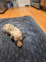 Girly Girl, a female Miniature Dachshund for sale in Jackson, GA – 1 of 10