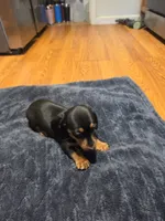 Boots, a female Miniature Dachshund for sale in Jackson, GA – 5 of 10