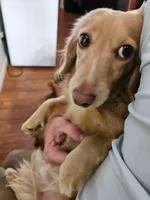 Girly Girl, a female Miniature Dachshund for sale in Jackson, GA – Photo 3 of 4