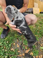Girly Girl, a female Miniature Dachshund for sale in Jackson, GA – Photo 4 of 4