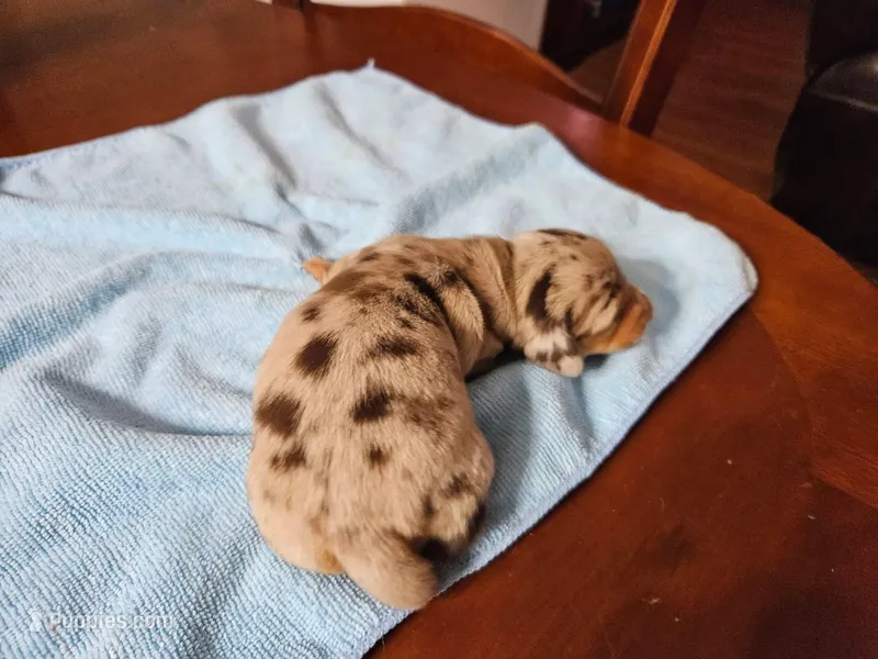 Girly Girl – Miniature Dachshund puppy for sale in Jackson, GA