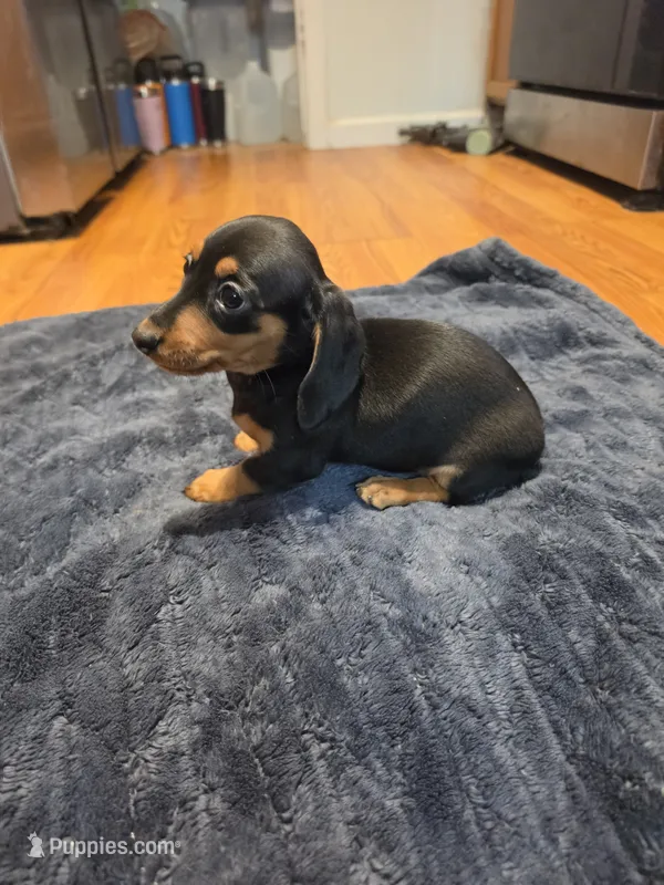 Boots – Miniature Dachshund puppy for sale in Jackson, GA