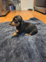Boots, a female Miniature Dachshund for sale in Jackson, GA – 1 of 10