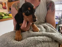 Boots, a female Miniature Dachshund for sale in Jackson, GA – 8 of 10