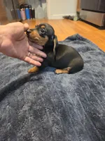 Boots, a female Miniature Dachshund for sale in Jackson, GA – 2 of 10