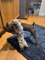 Girly Girl, a female Miniature Dachshund for sale in Jackson, GA – 3 of 10