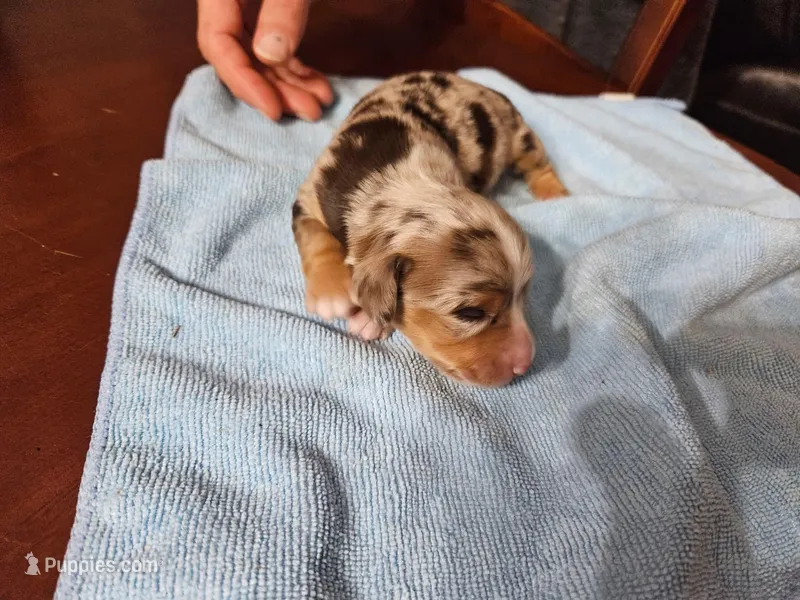 Speckles – Miniature Dachshund puppy for sale in Jackson, GA