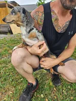 Speckles, a female Miniature Dachshund for sale in Jackson, GA – Photo 3 of 5