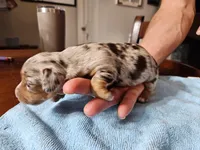 Speckles, a female Miniature Dachshund for sale in Jackson, GA – Photo 2 of 5