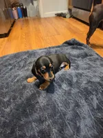 Boots, a female Miniature Dachshund for sale in Jackson, GA – 3 of 10