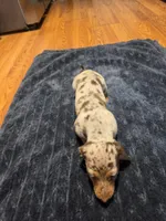 Girly Girl, a female Miniature Dachshund for sale in Jackson, GA – 4 of 10