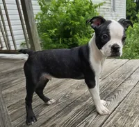 Gizmo, a male Boston Terrier for sale in Taylor, TX – 2 of 6
