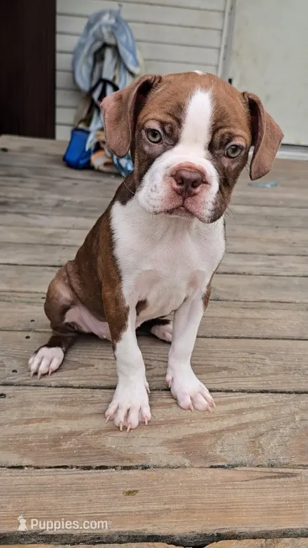 Walter – Boston Terrier puppy for sale in Taylor, TX