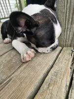 Johnny, a male Boston Terrier for sale in Taylor, TX – 9 of 9