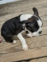 Johnny, a male Boston Terrier for sale in Taylor, TX – 2 of 9