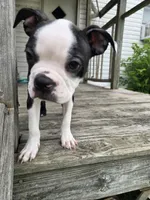 Gizmo, a male Boston Terrier for sale in Taylor, TX – 6 of 6