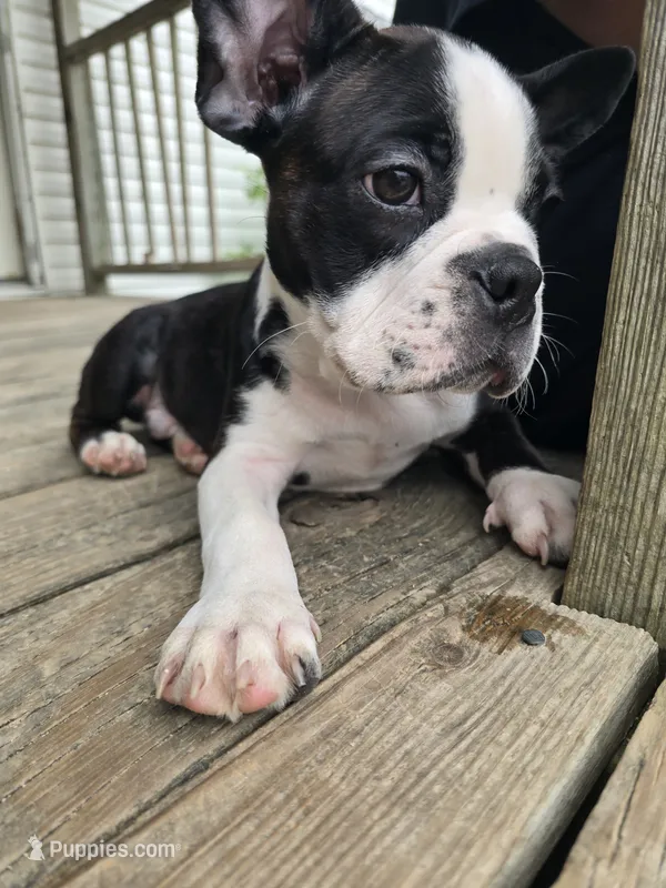 Johnny – Boston Terrier puppy for sale in Taylor, TX