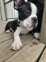 Johnny, a male Boston Terrier for sale in Taylor, TX – 7 of 9