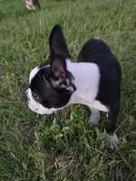 Johnny, a male Boston Terrier for sale in Taylor, TX – 6 of 9