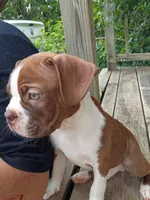 Walter, a male Boston Terrier for sale in Taylor, TX – 4 of 7