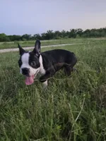 Johnny, a male Boston Terrier for sale in Taylor, TX – 5 of 9