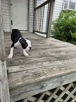 Gizmo, a male Boston Terrier for sale in Taylor, TX – 3 of 6