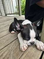 Johnny, a male Boston Terrier for sale in Taylor, TX – 8 of 9