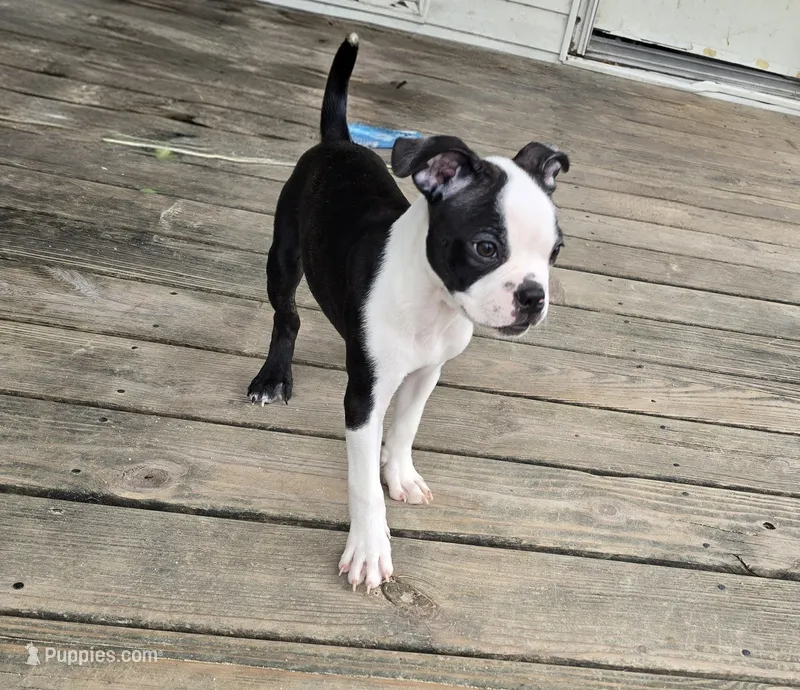 Spike – Boston Terrier puppy for sale in Taylor, TX