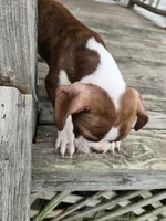 Walter, a male Boston Terrier for sale in Taylor, TX – 6 of 7