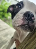 Gizmo, a male Boston Terrier for sale in Taylor, TX – 5 of 6