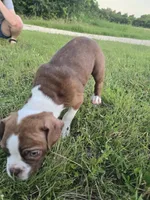 Walter, a male Boston Terrier for sale in Taylor, TX – 5 of 7