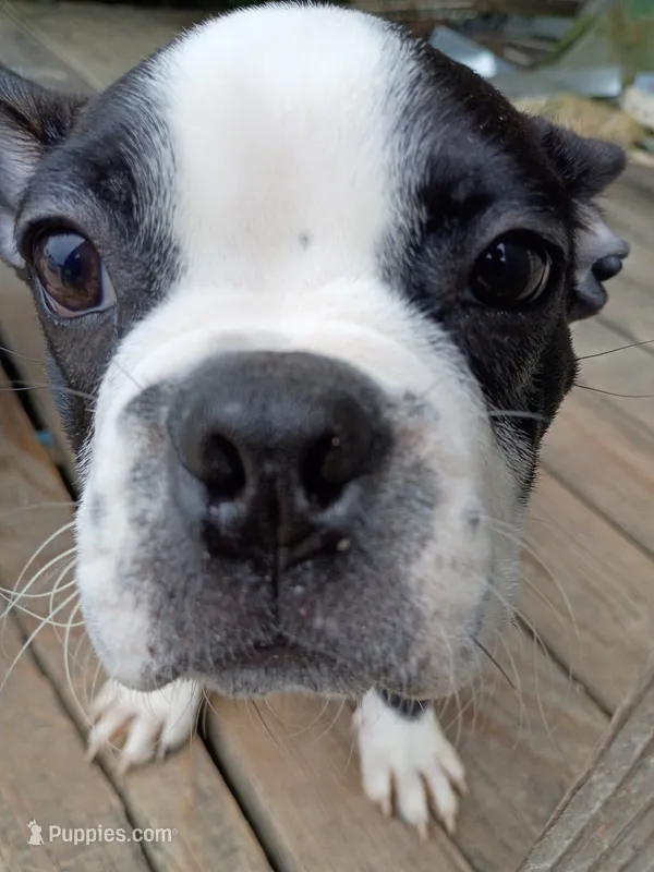 Johnny – Boston Terrier puppy for sale in Taylor, TX