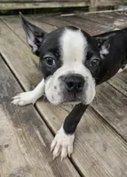 Johnny, a male Boston Terrier for sale in Taylor, TX – 4 of 9