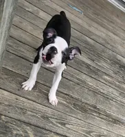 Gizmo, a male Boston Terrier for sale in Taylor, TX – 1 of 6
