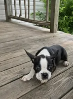 Johnny, a male Boston Terrier for sale in Taylor, TX – 3 of 9