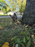 Boo , a female French Bulldog for sale in Green Bay, WI – 7 of 7